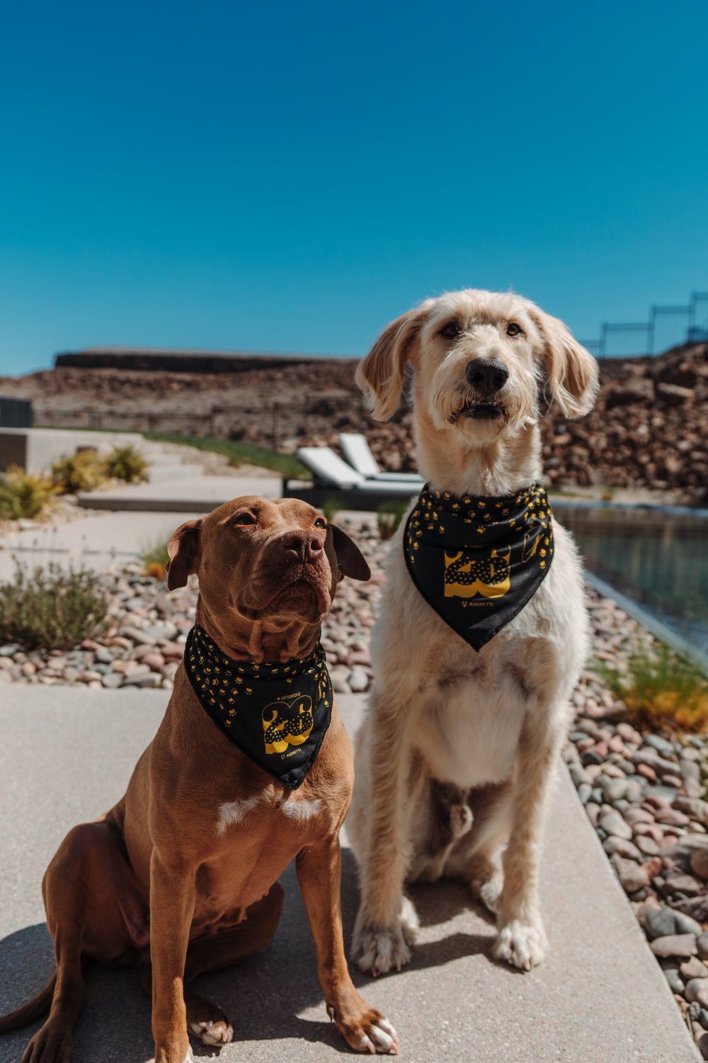 Colton Herta Pet Bandana